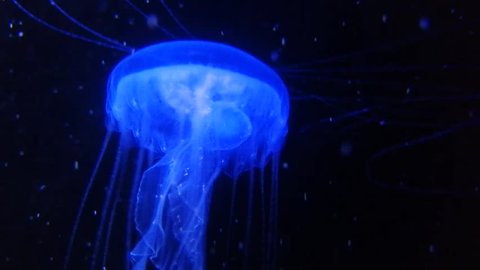 An ephyra grows to jellyfish which looks like a larger one is called Medusa, adult jellyfish. jellyfish swim in the water.