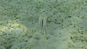 Mimic octopus - Thaumoctopus mimicus. This creature imitates other creatures. Fantastic underwater world, underwater videos. Tulamben, Bali, Indonesia. 
