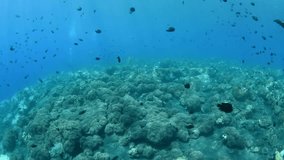 Artificial reefs and coral gardens - fantastic underwater world. Diving and snorkeling in Bali.