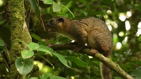 Video Bushy-tailed Olingo - Bassaricyon gabbii also known as the Northern olingo, is a tree-dwelling member of the family Procyonidae, which also includes raccoons