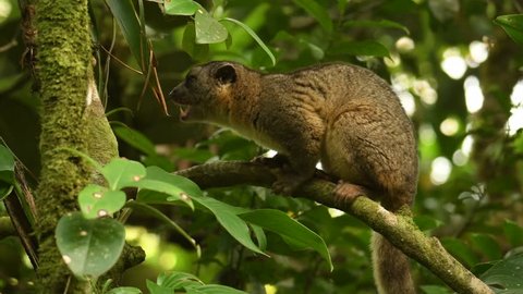 Video Bushy-tailed Olingo - Bassaricyon gabbii also known as the Northern olingo, is a tree-dwelling member of the family Procyonidae, which also includes raccoons