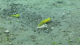 Incredible underwater world - Yellow gobi fish and shrimp live together - underwater symbiosis. Diving, underwater video. Tulamben, Bali, Indonesia.