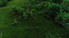 Aerial video of a puma walking through the swamp, Pantanal, Mato Grosso, Brazil.