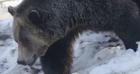 A fierce, brown grizzly bear walks down a snowy hill. Shot in slow motion