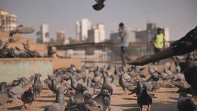 A man feeds pigeons in a square in Mumbai. Muslim tradition. Slow motion video. India.