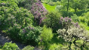 Kiev Ukraine. Spring blooming lilac in Hryshko National Botanical Garden. view to Vydubychi Monastery and river Dnipro. Video footage