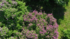 Beautiful Aerial Video footage. Kiev Ukraine. Spring blooming lilac in Hryshko National Botanical Garden. view to Vydubychi Monastery and river Dnipro. Spring in the city