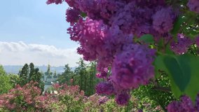 Beautiful blooming spring in Kiev Kyiv Ukraine. Video from phone. Hryshko National Botanical Garden. view to Vydubychi Monastery