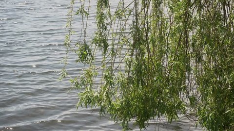 Branches Of A Willow Tree With Green Leaves Over Water