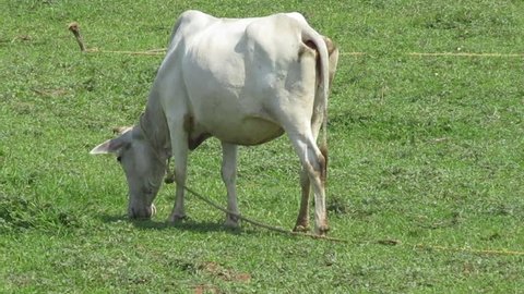 A beautiful white cow is grazing in the grassy field in summer time at mid day