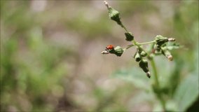 Ladybug on flower . .