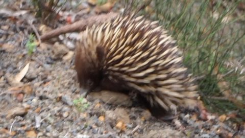 An Australian Echidna Spiney Anteater Monotreme? looks for ants in the ground, burrowing with its nose.