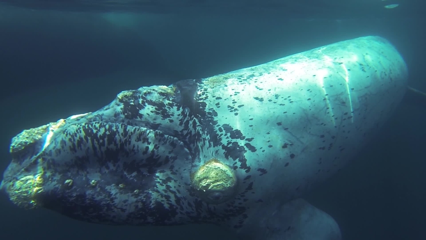 Southern right whale withe calf underwater in patagonia argentina underwater shoot slowmotion | Shutterstock HD Video #1029267824
