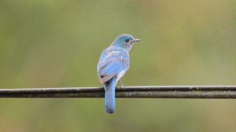 The verditer flycatcher (Eumyias thalassinus) is an Old World flycatcher It is found from the Himalayas through Southeast Asia to Sumatra. Bird in Fraser's Hill, Malaysia
