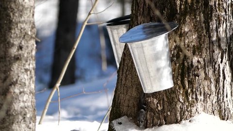 Slow side pan of maple trees in a winter scene in Canada. Showing maple syrup collection buckets on the trees.