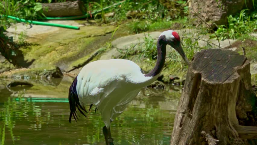 Crane in the zoo, slow motion