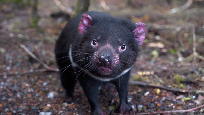 Tasmanian devil sniffing around at the Devils at Cradle sanctuary in Cradle Mountain, Australia | Shutterstock HD Video #1029281618