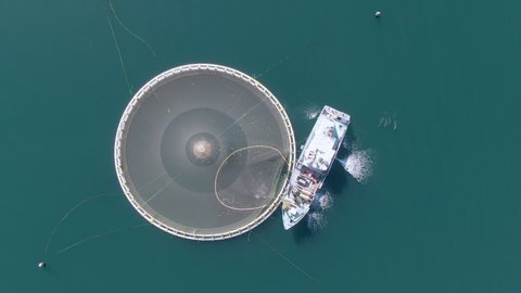 Top-down aerial footage of a Bluefin tuna, salmon or kingfish fishing boat, netting, harvesting, and processing fish at an offshore enclosure. Aquaculture, pisciculture and overfishing concepts.