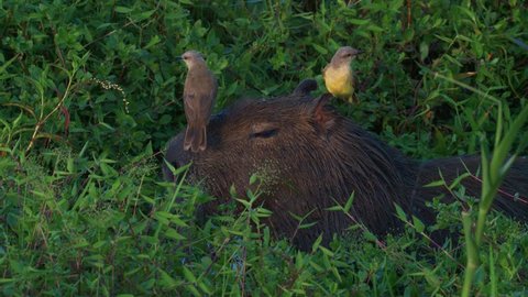 Capybara with two Birds (Cattle tyrant)