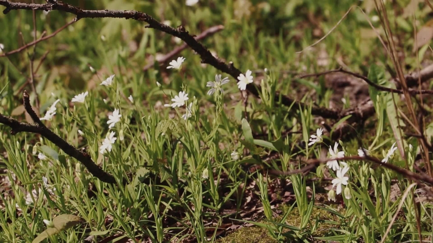 Flowers in the sun are flourishing during spring