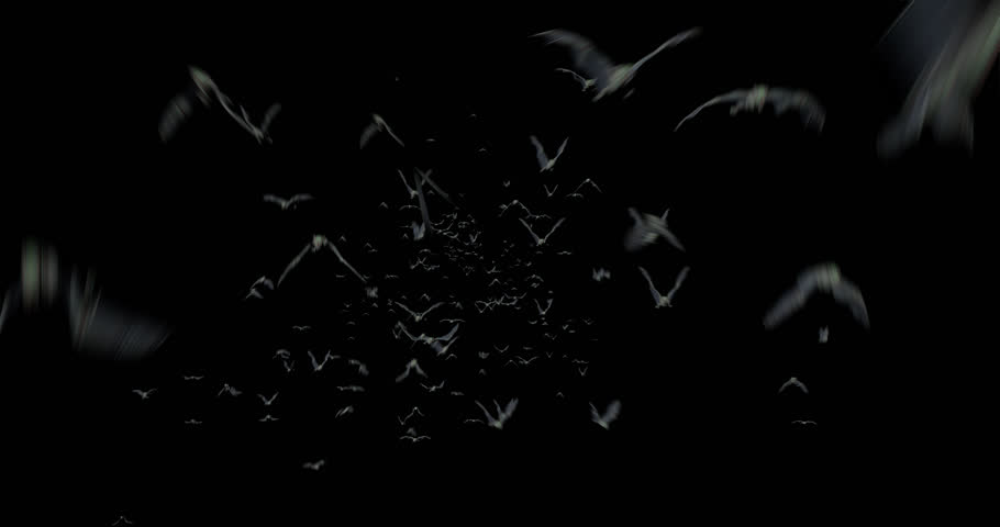 Halloween Swarm of Bats Flying towards Camera A swarm of bats appears and flies towards the camera. , Included in the end of the clip with Alpha matte.
