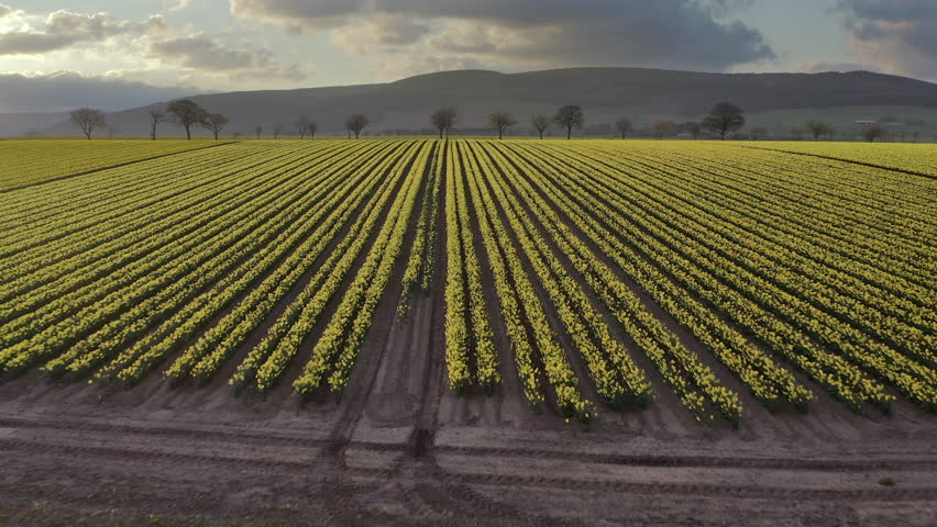 An aerial view traveling over a field of yellow daffodils with trees in the background as the spring sun begins to set, Aberdeenshire, Scotland