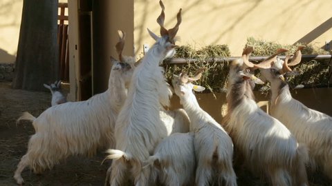 Flock of markhors eating hay in zoo