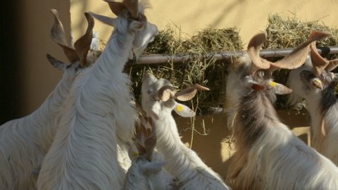 Flock of markhors eating hay in zoo
