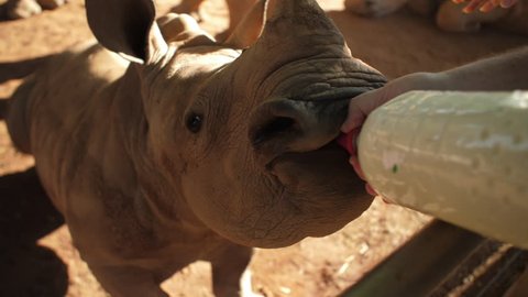 Hungry southern white rhino baby orphan enjoying his milk from a bottle at rhino sanctuary