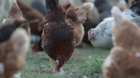 Footage of an organic farm and a chicken eating food from the ground