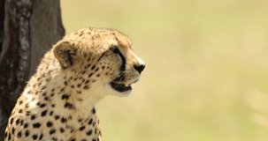 Cheetah Sat In Grass Masai Mara Kenya Africa