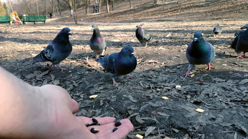 Closeup of a male hand feeding a flock of pigeons in the park in spring