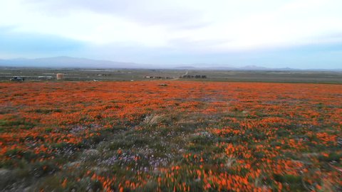 Aerial drone shot flying low and fast over a field or meadow of native wildflowers and orange California Poppies during the super bloom.
