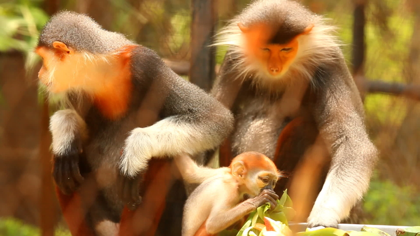 Langur monkeys  eating food in Chiangmai Thailand