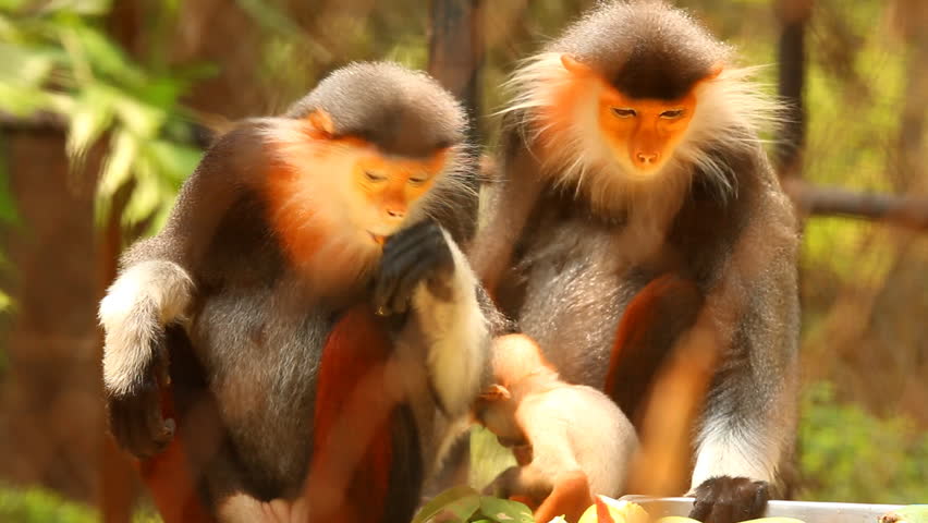 Langur monkeys  eating food in Chiangmai Thailand