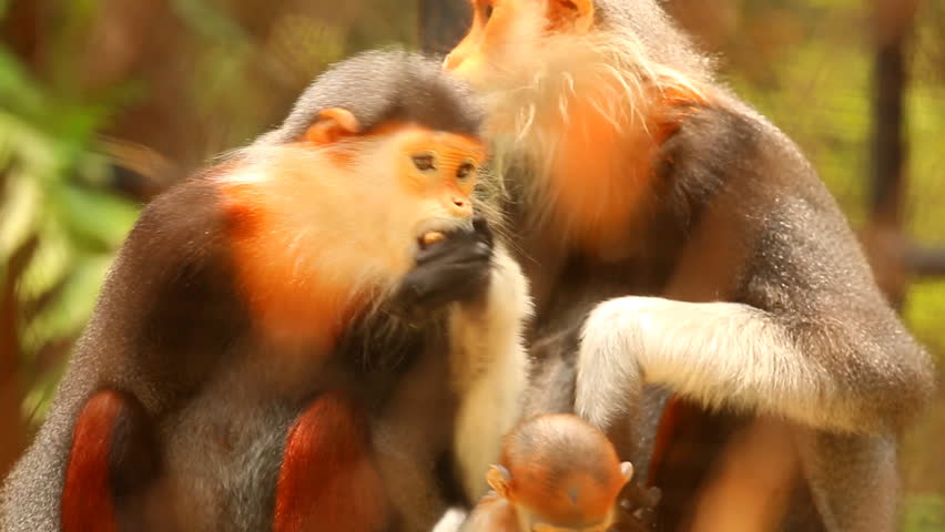 Langur monkeys  eating food in Chiangmai Thailand