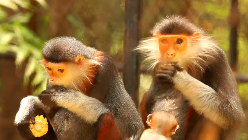 Langur monkeys  eating food in Chiangmai Thailand