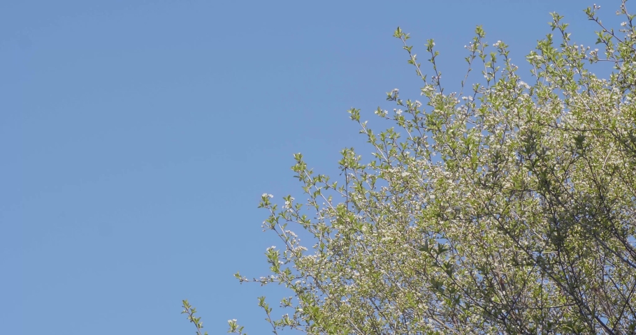 A tree in the wind with a blue sky in the background.