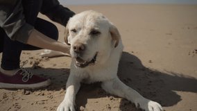 Cropped shot of woman scratching dog on sandy beach. Slow motion shot of wet labrador with owner. Pet concept
