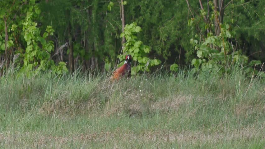 Beautiful pheasant on the meadow.