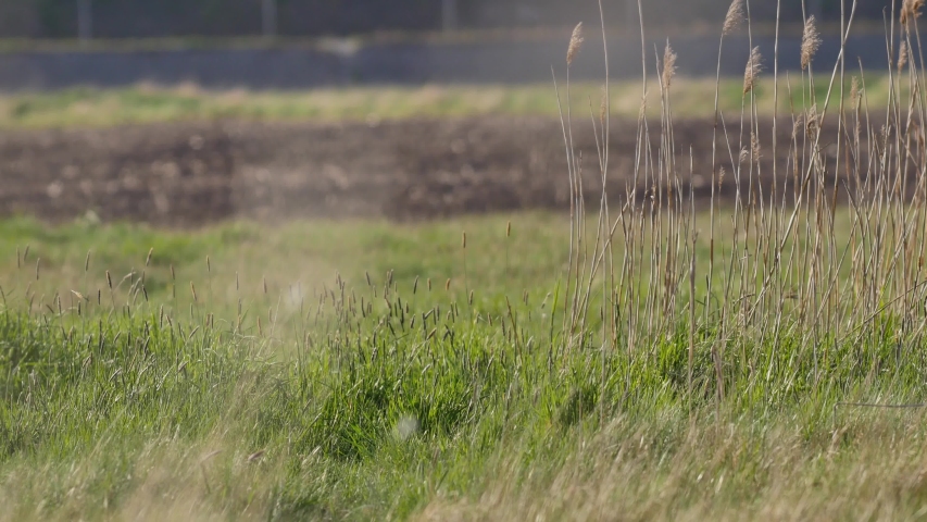 Green meadow in spring time. Beautiful day on the fresh meadow full of herbs and flowers.