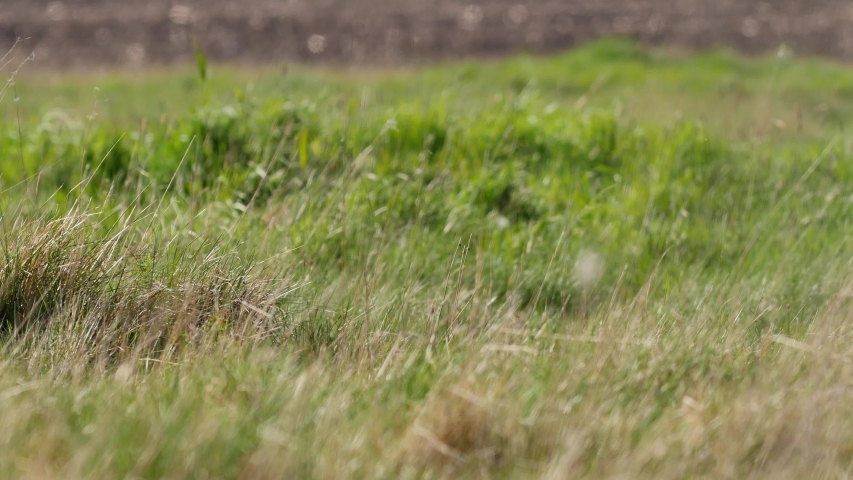 Green meadow in spring time. Beautiful day on the fresh meadow full of herbs and flowers.