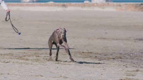 The dog Weimaraner runs happy on the beach in slow motion - 180 fps