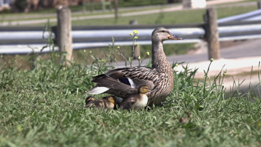 Mother duck and her ducklings