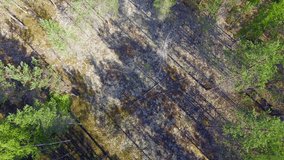 Stunning ascending drone video of a protected lichen field middle of the beautiful Finnish coniferous forest. July 2018.