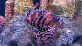 Video of a twinspot lionfish swimming in a reef setting.