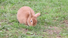 This video shows a rabbit eating grass