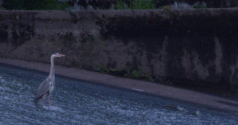 Grey Heron wading bird standing still in fast river water weir slow motion
