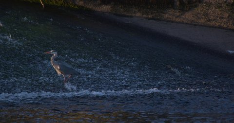 Grey Heron wading bird on fast flowing river weir 50fps
