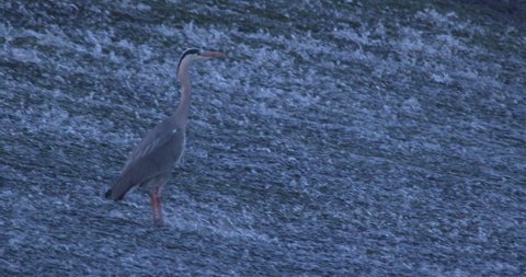 Grey Heron standing still in shallow fast river weir slow motion
